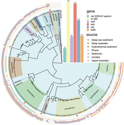 Adaptation mechanisms of Alcanivorax facilitating its predominance in marine environments